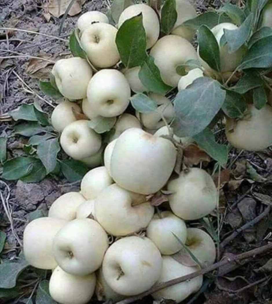 Белое яблоко сорт