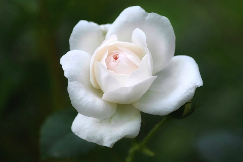 Финская белая роза