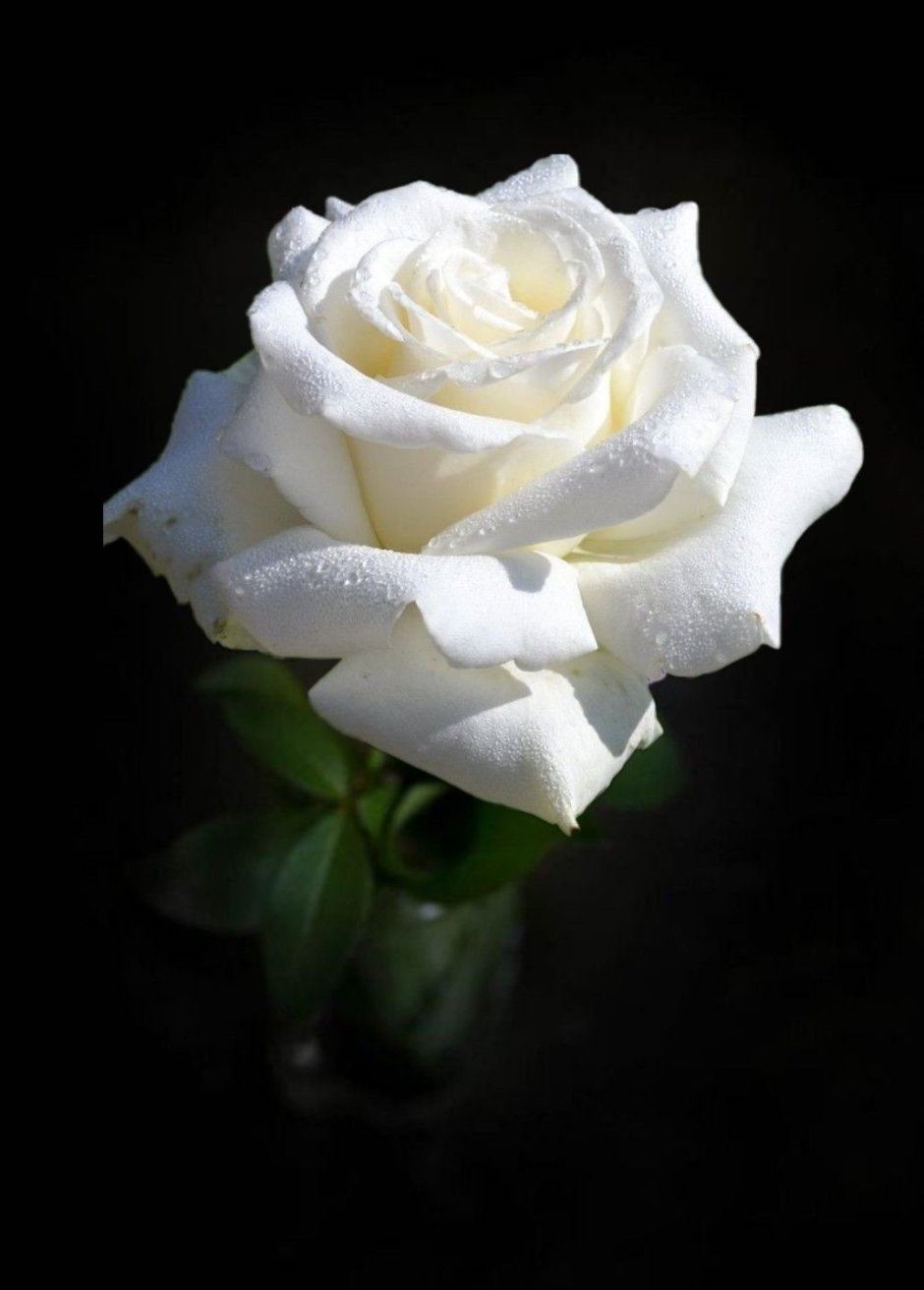 Роза чайно-гибридная белая "Боинг"