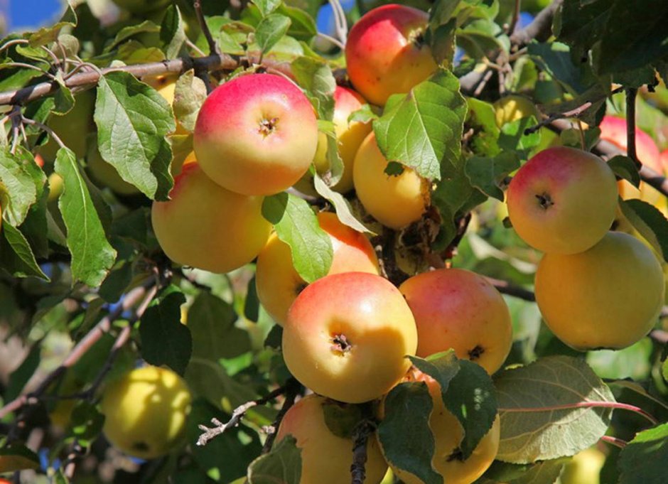 Яблоня Райские яблочки