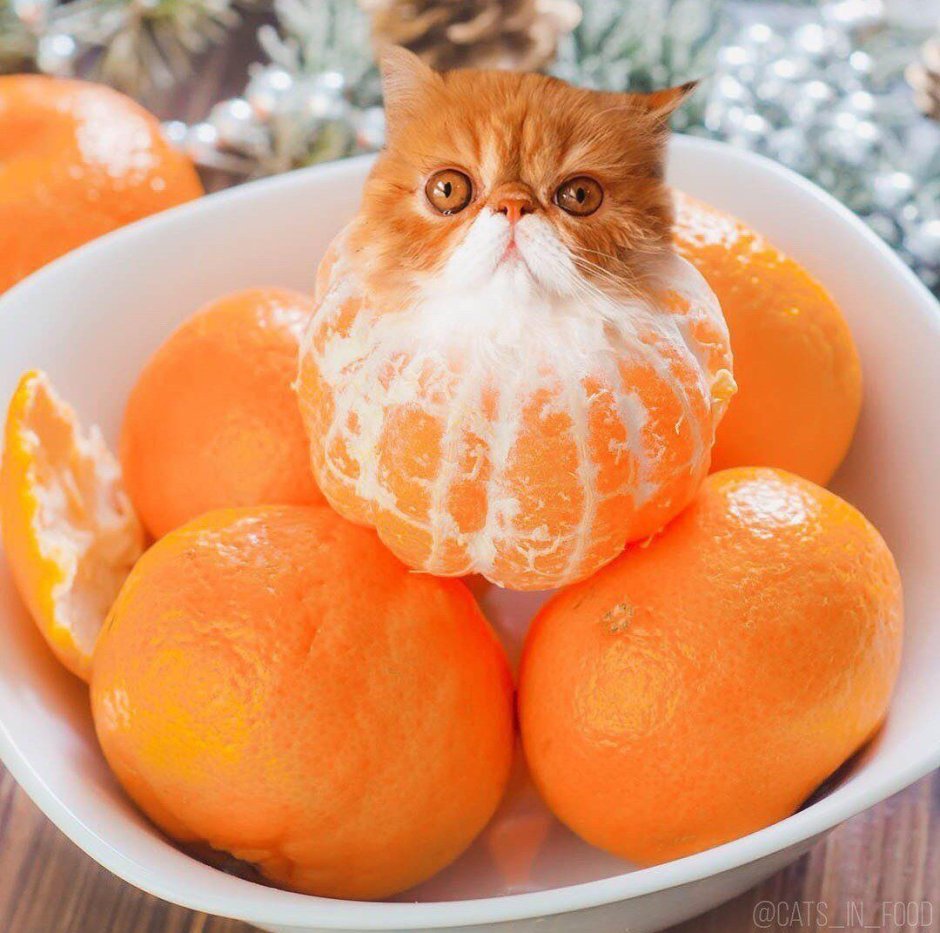 Порода кошек мандарин