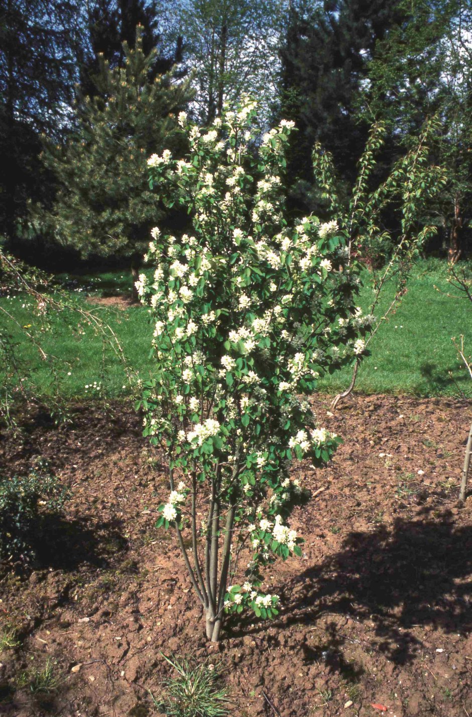 Ирга ольхолистная Amelanchier alnifolia