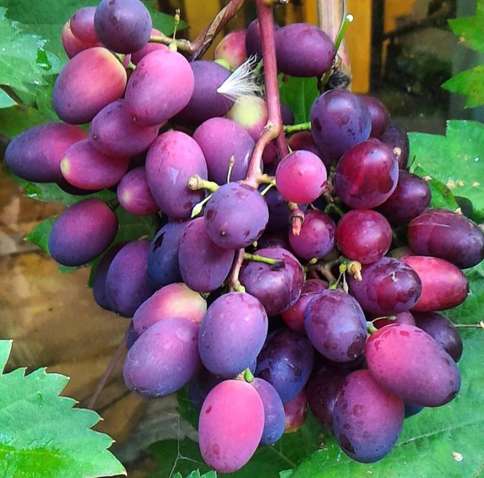 Алина виноград Виктор характеристики