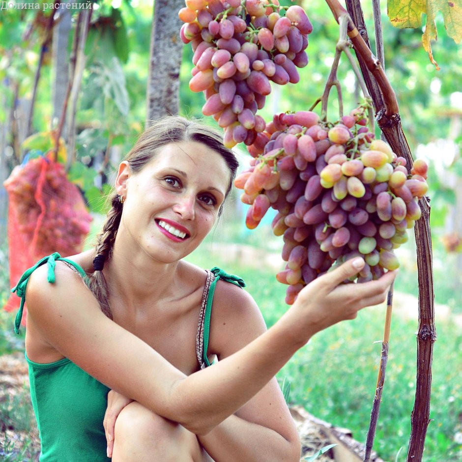 Фотосессия с виноградом