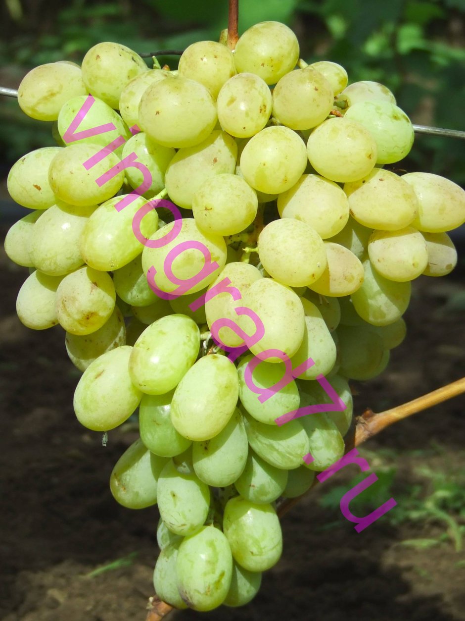 Сорт винограда КАРМАКОД