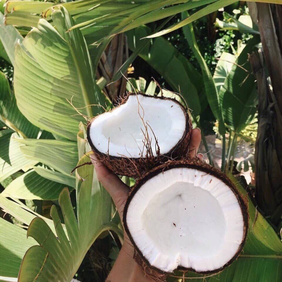 Кокосовая Пальма