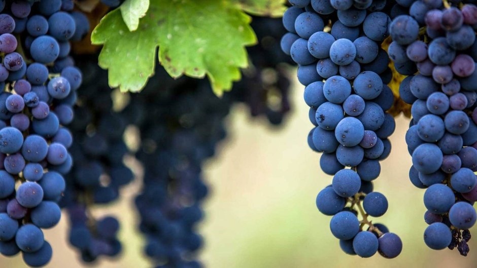 Вино с сортом винограда Альянико
