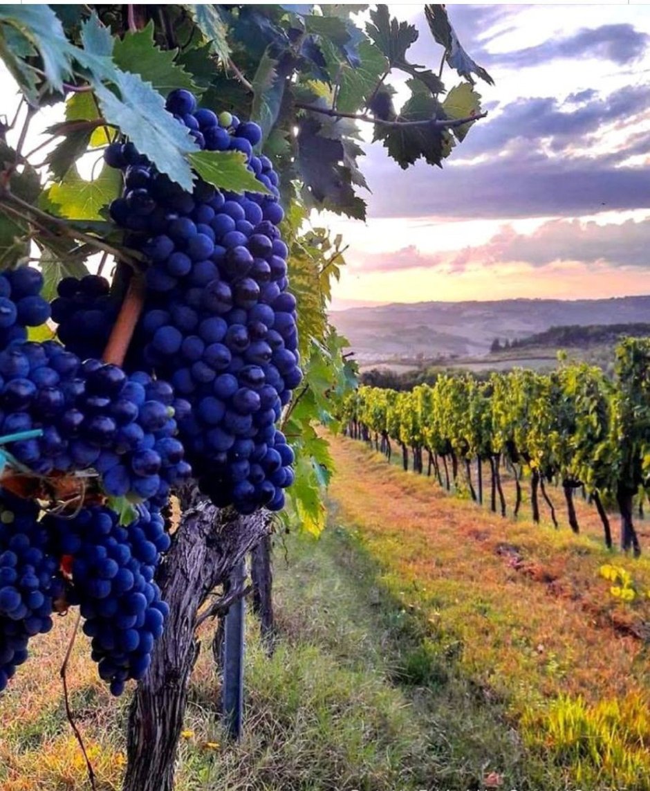 Винодельня в Тоскане