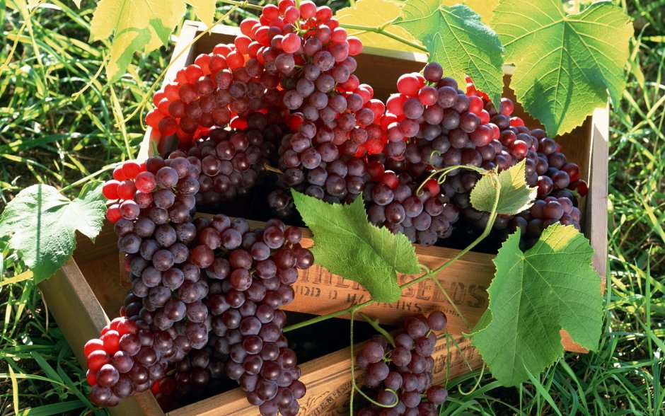 Хасанский Боуса виноград
