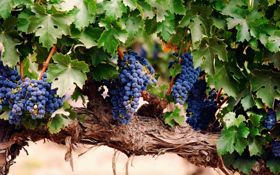 Винный виноград