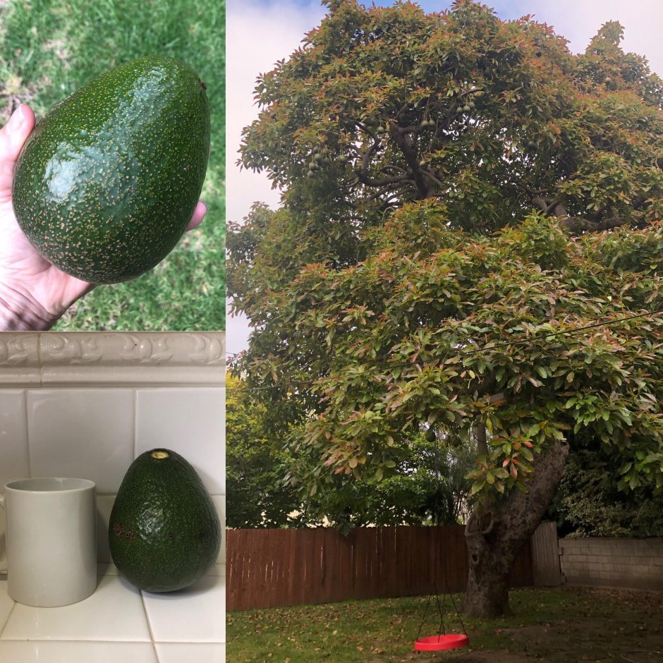 Авокадо в природе