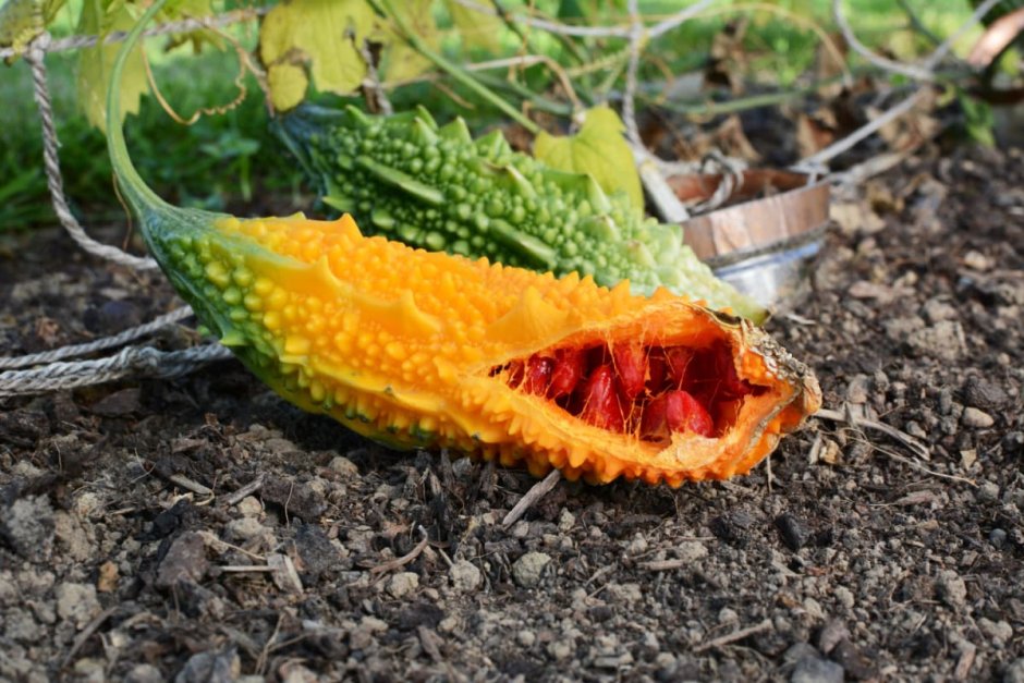 Оранжевый тонкокорый плод с красными семечками в Крыму