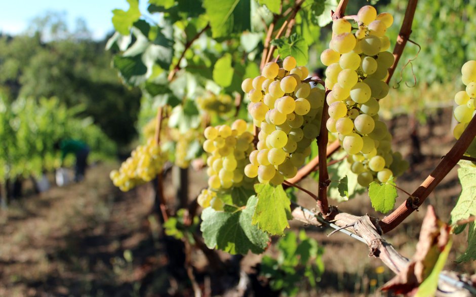 Chardonnay виноград