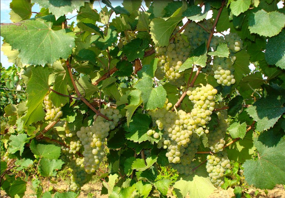 Виноградные сорт Алиготе