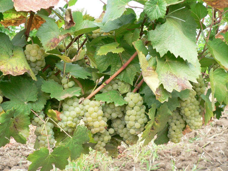Винный виноград Алиготе