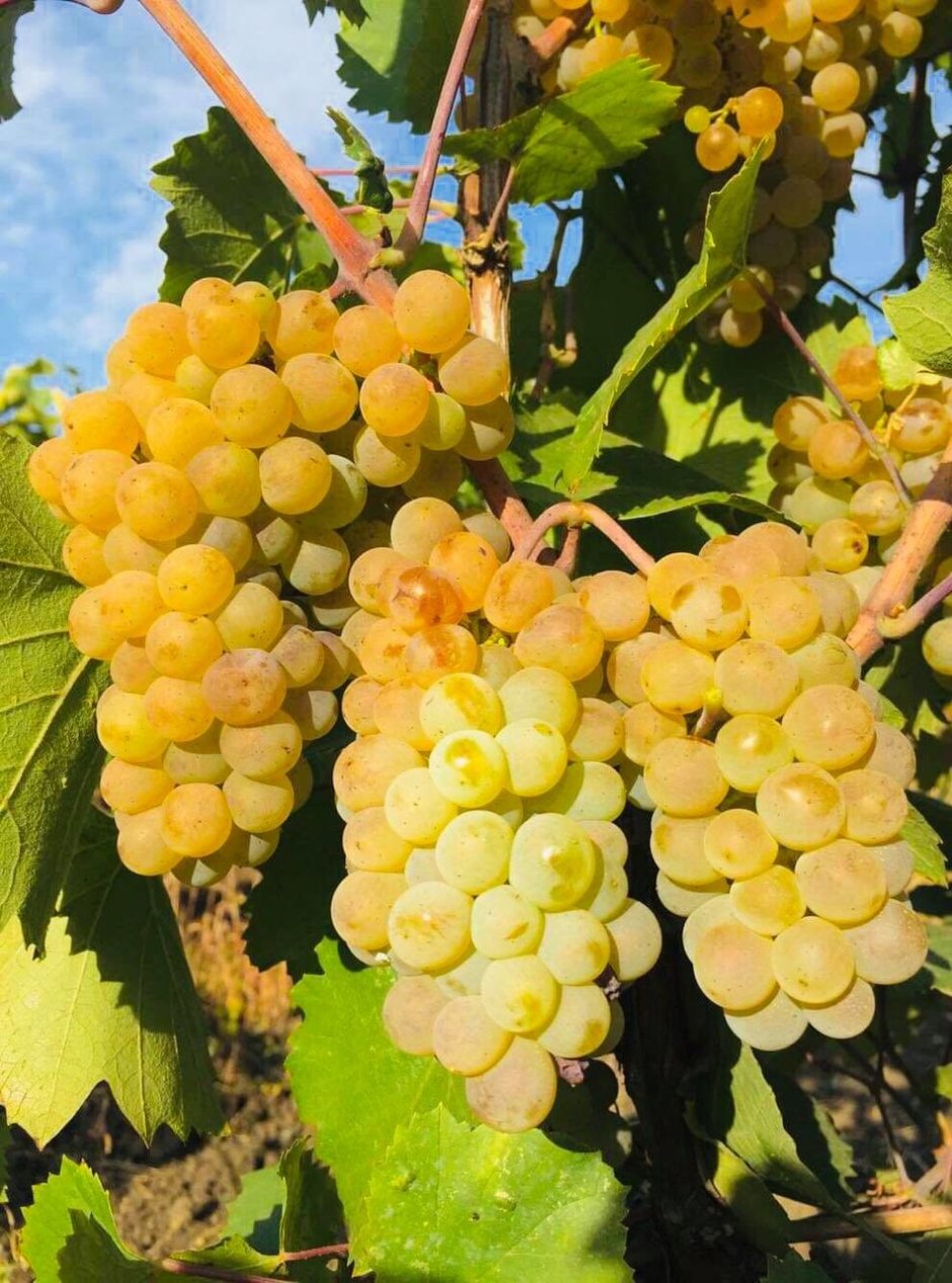 Винный сорт винограда Алиготе