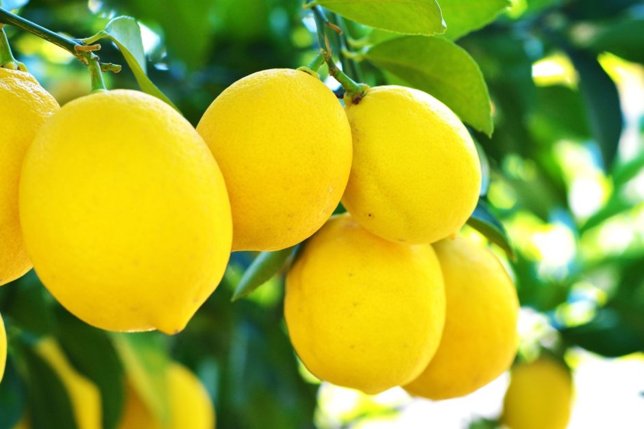 Лимон узбекский сорт