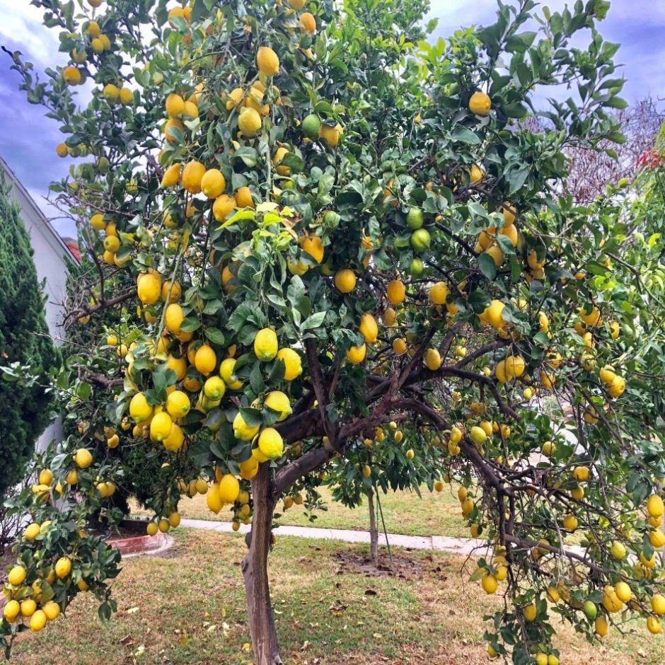 Лимонное дерево Белград