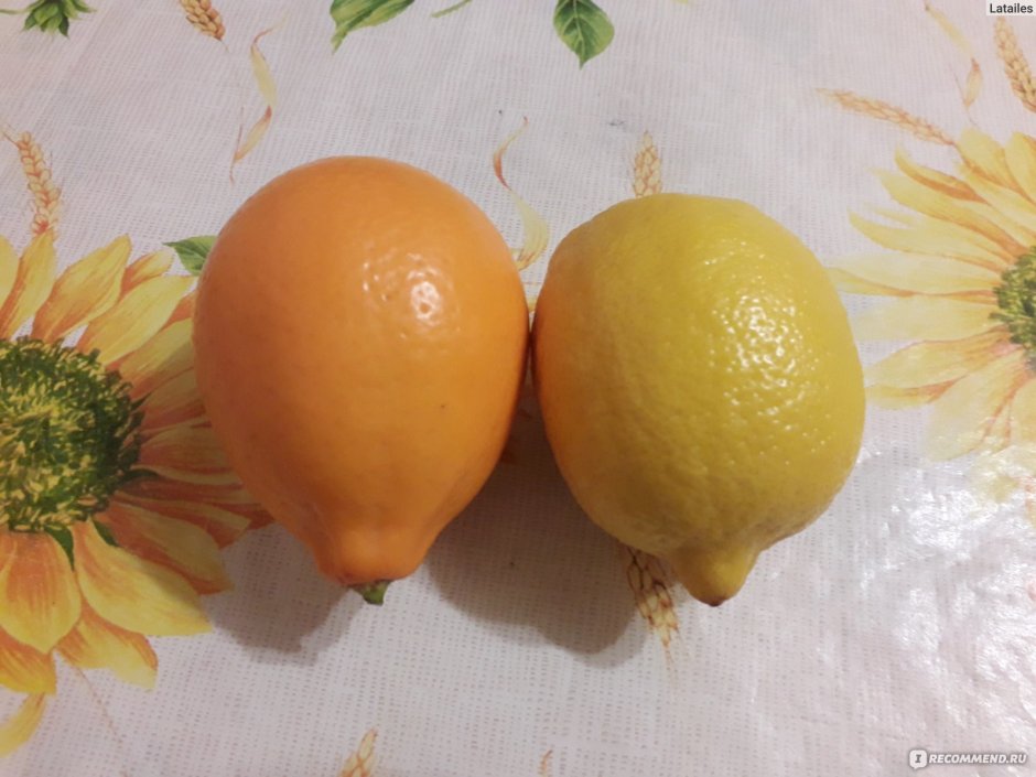 Оранжевый лимон сорт