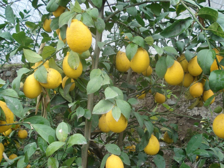 Цитрус лимон Мейера 750583