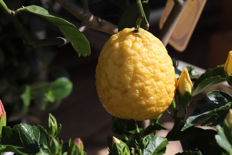 Азейбаржанские лимоны