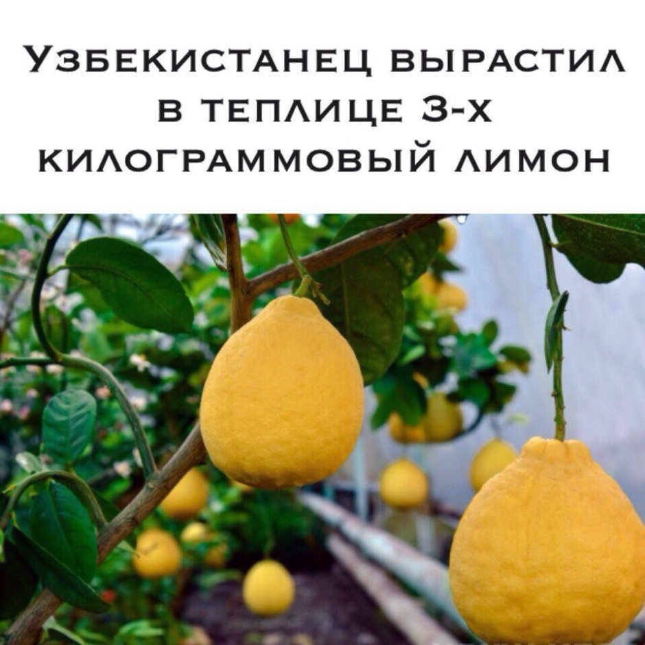 Лимонария в Узбекистане