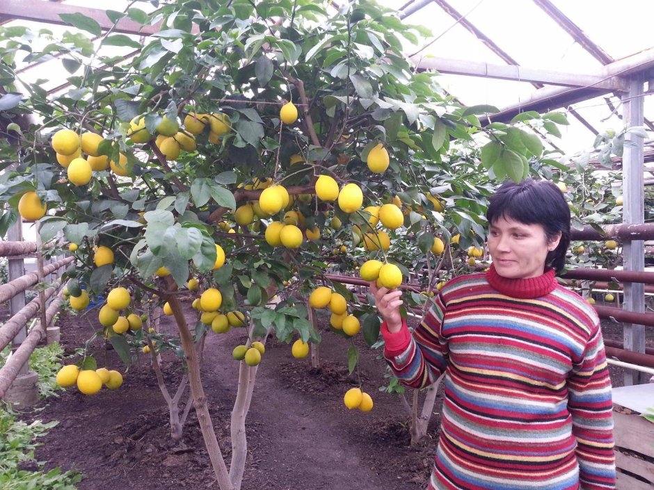 Узбекский (Ташкентский) оранжевый лимон