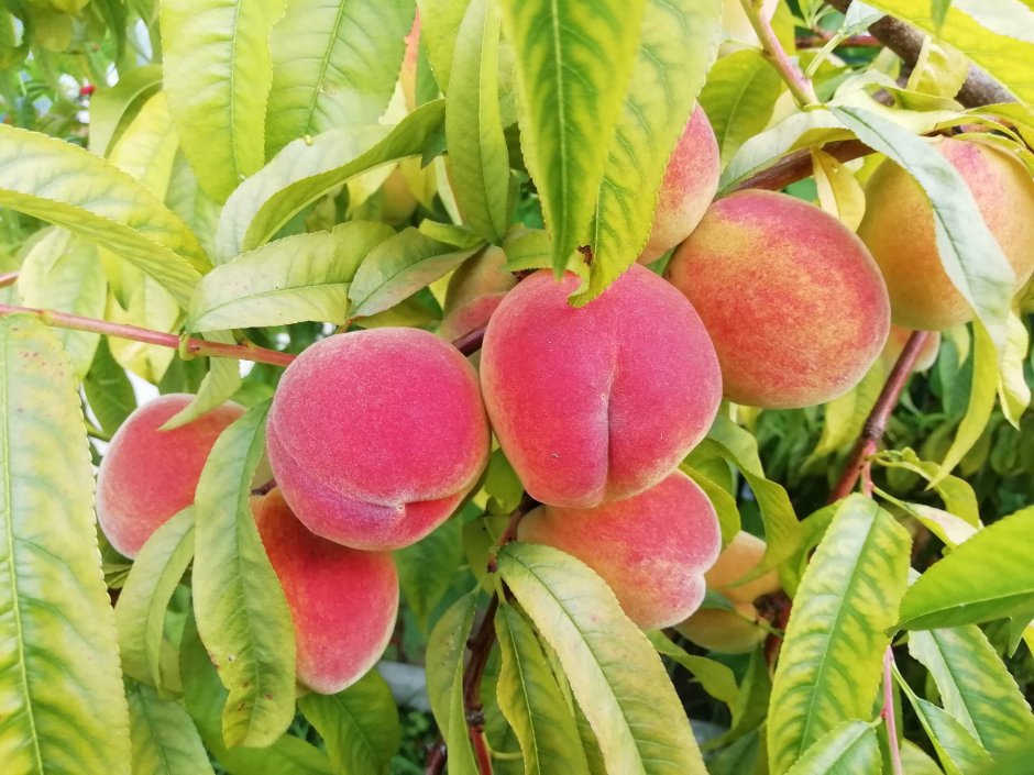 Персики сорт Санрайз