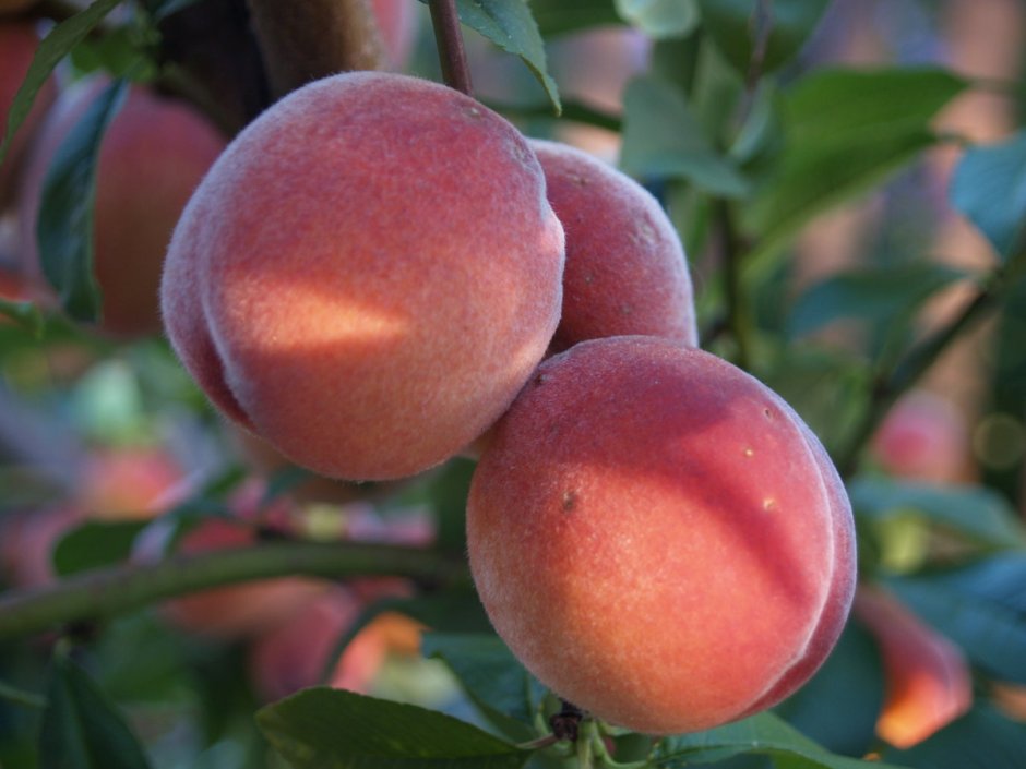 Персик сорт Вардени