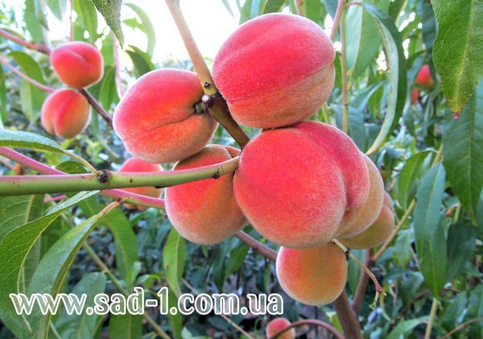 Персиковое дерево Редхейвен