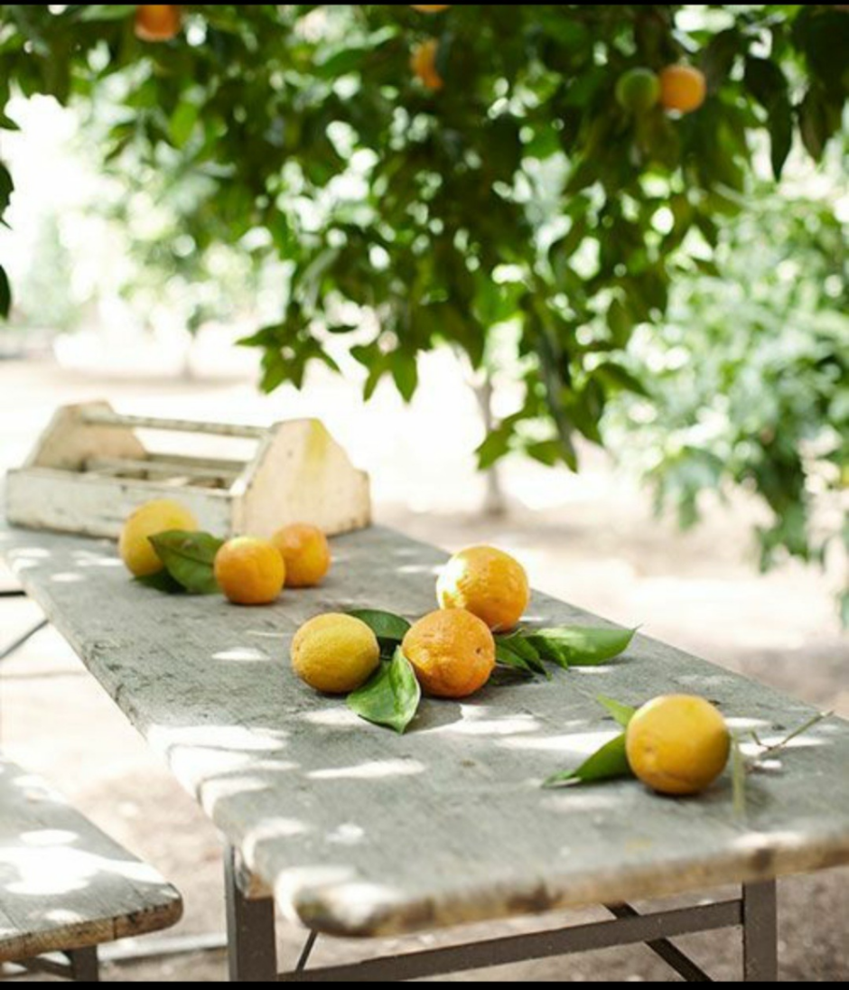 Цитрус (Citrus) – лимон дерево