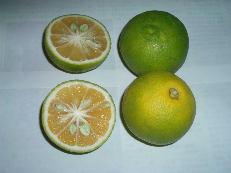 Лимон померанец гибрид