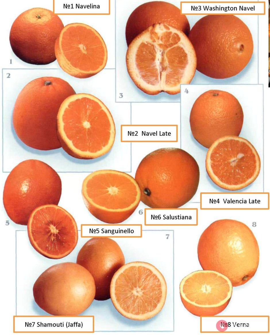 Цитрусовые фрукты мандарин апельсином