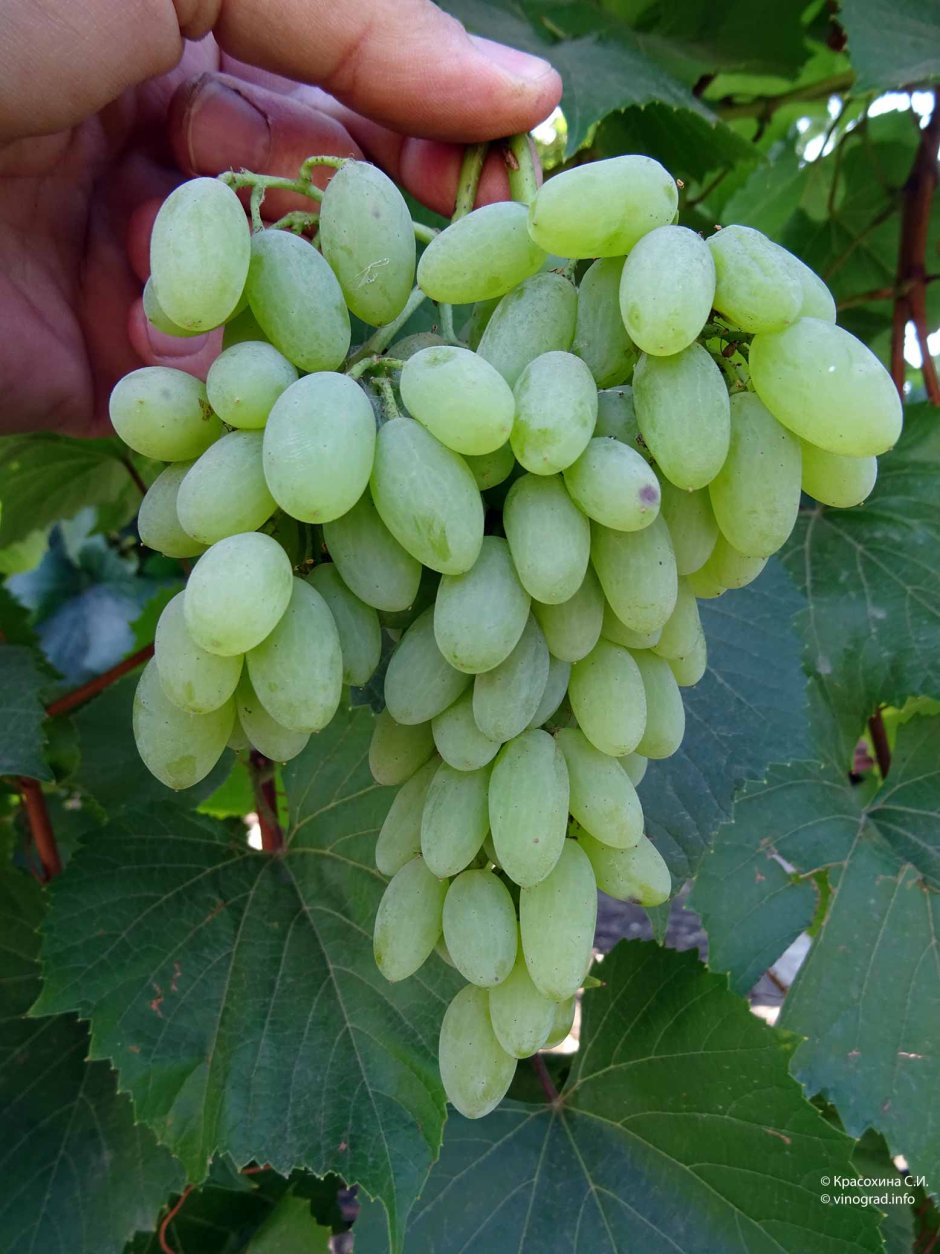 Автохтонные сорта винограда Ростовской области