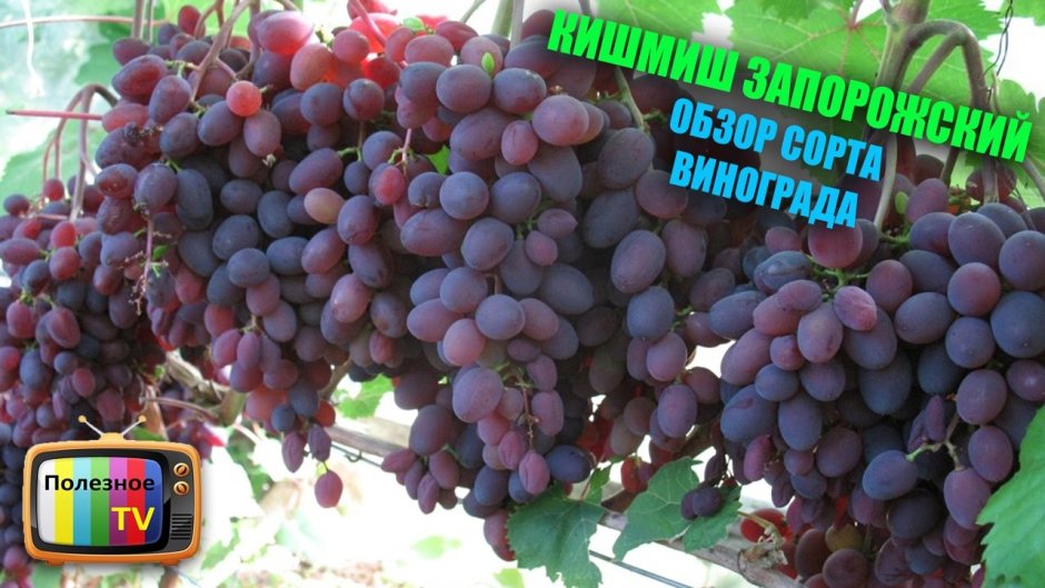 Сорт винограда кишмиш Запорожский