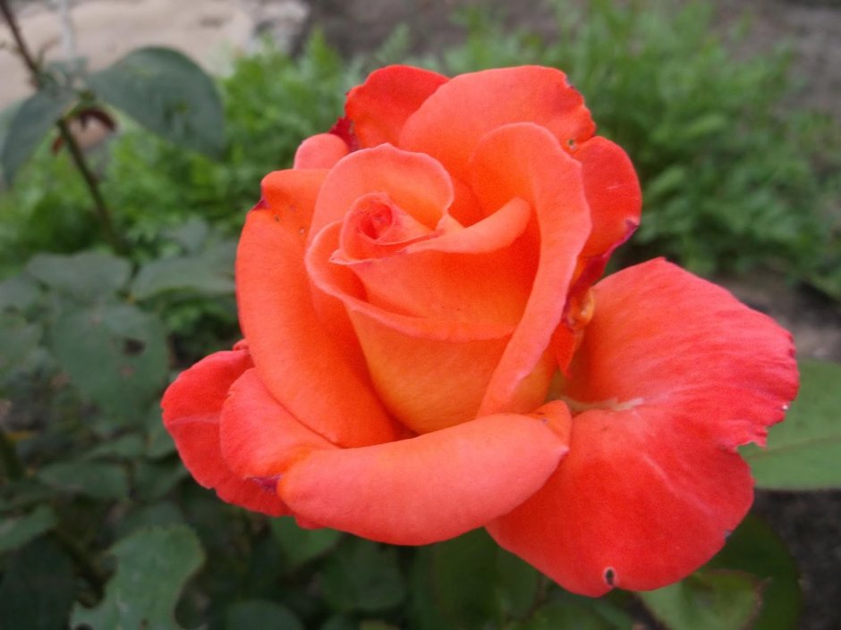 Роза чайно-гибридная лососевая