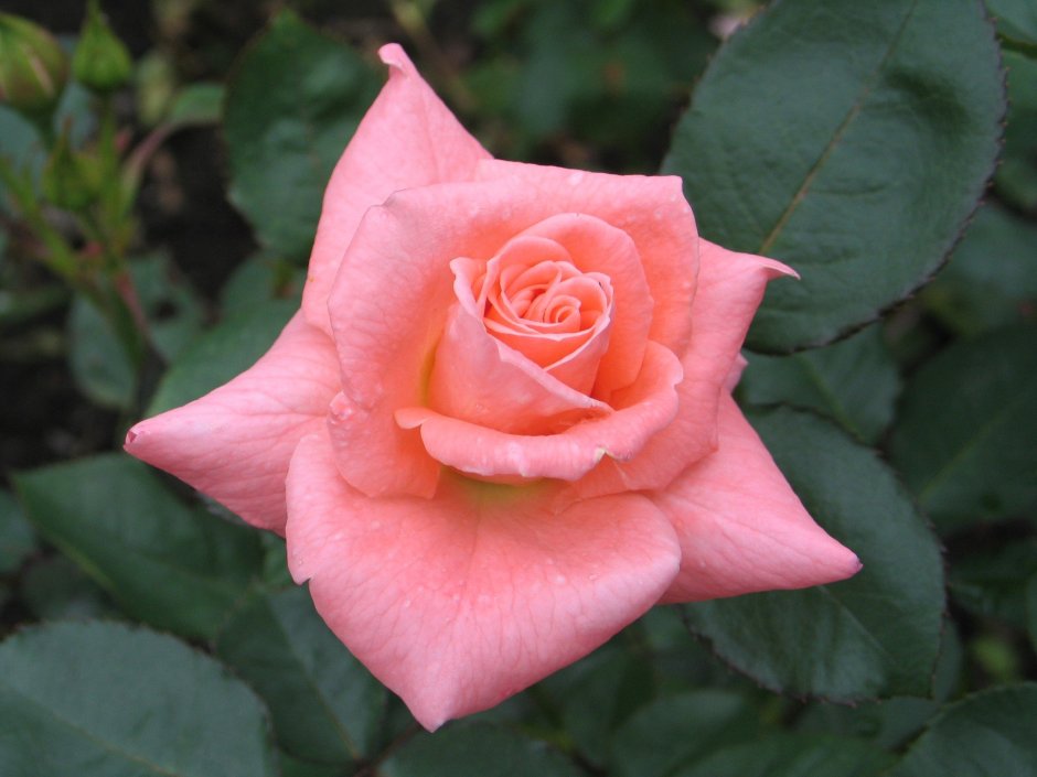 Роза Мейланд грандифлора