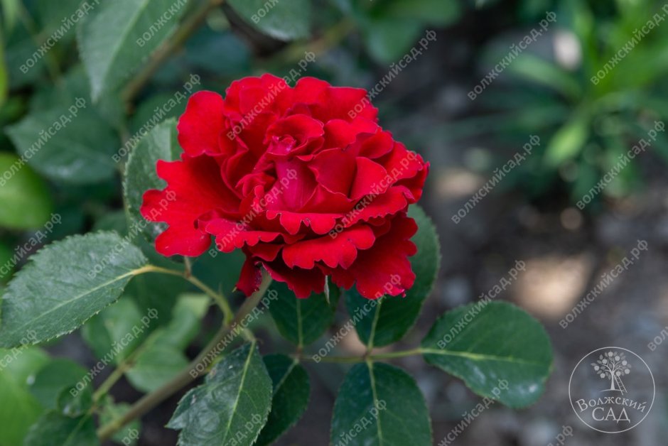 Роза Роял баккара 1шт (ч/г) темно-красная с винным оттенком