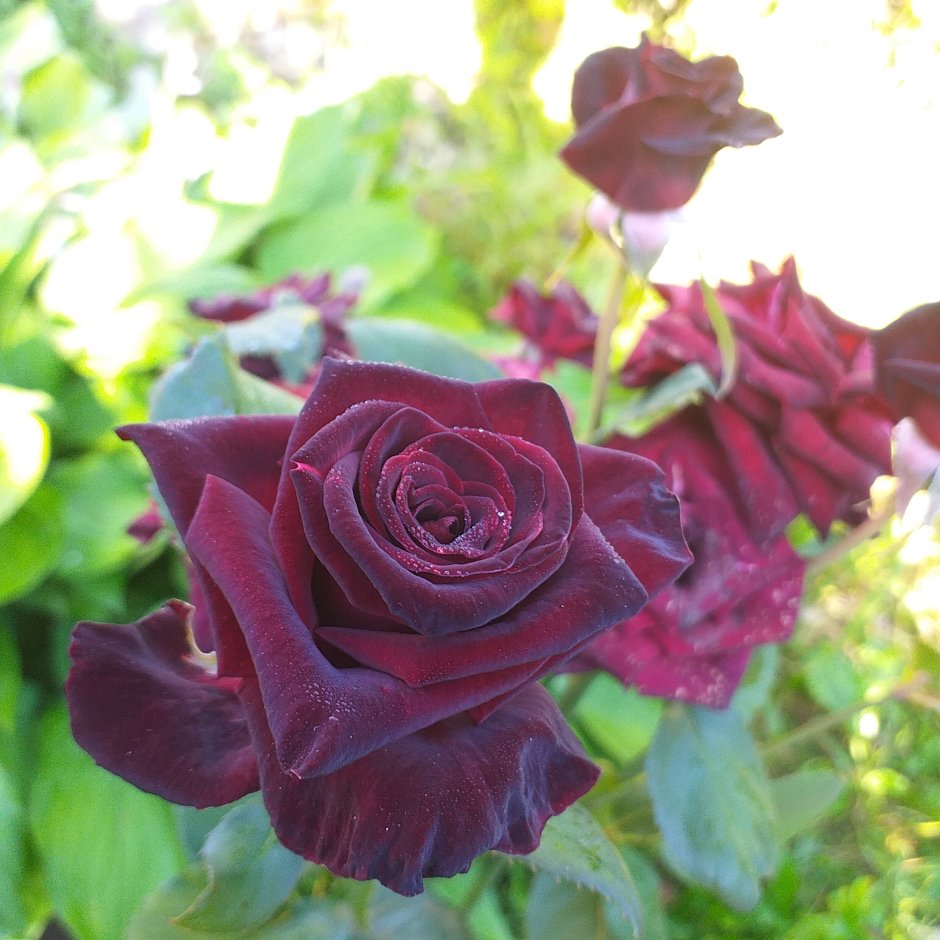 Роза блек пэрфюмелла