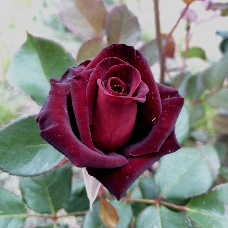 Черная роза сорт Блэк баккара