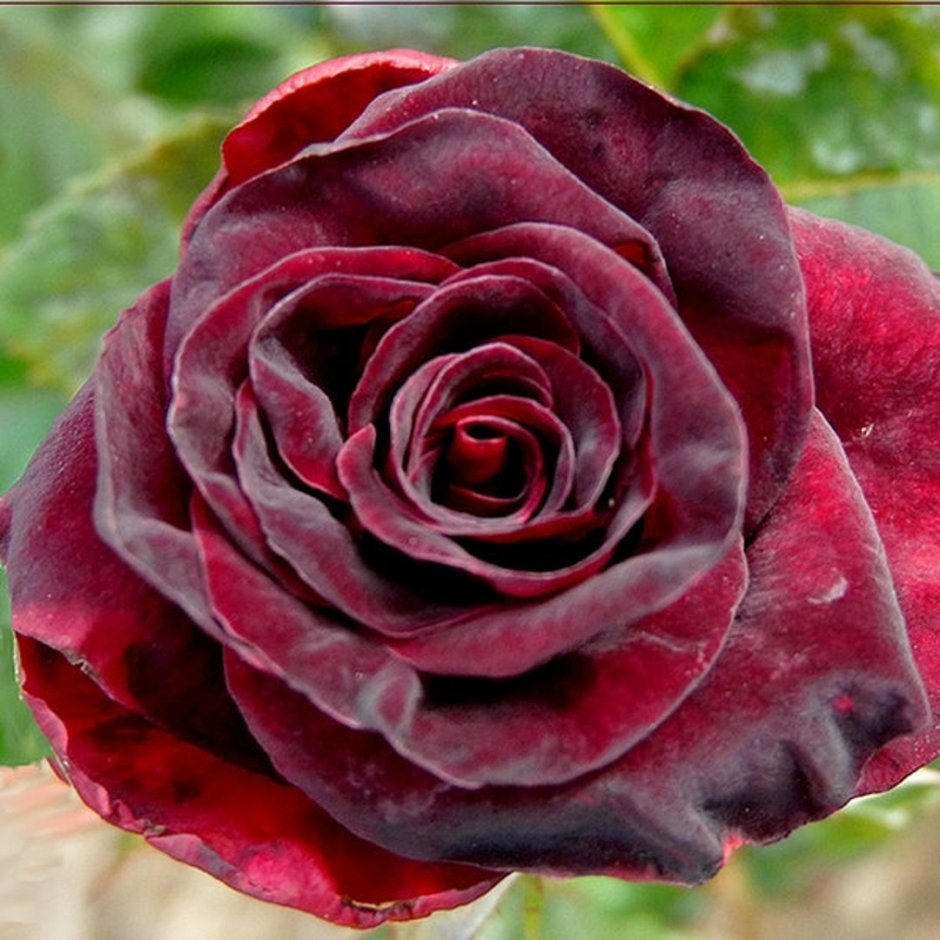 Black Baccara ("черная роза")