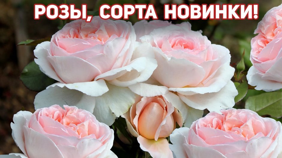 Роза кюртюфин Софи