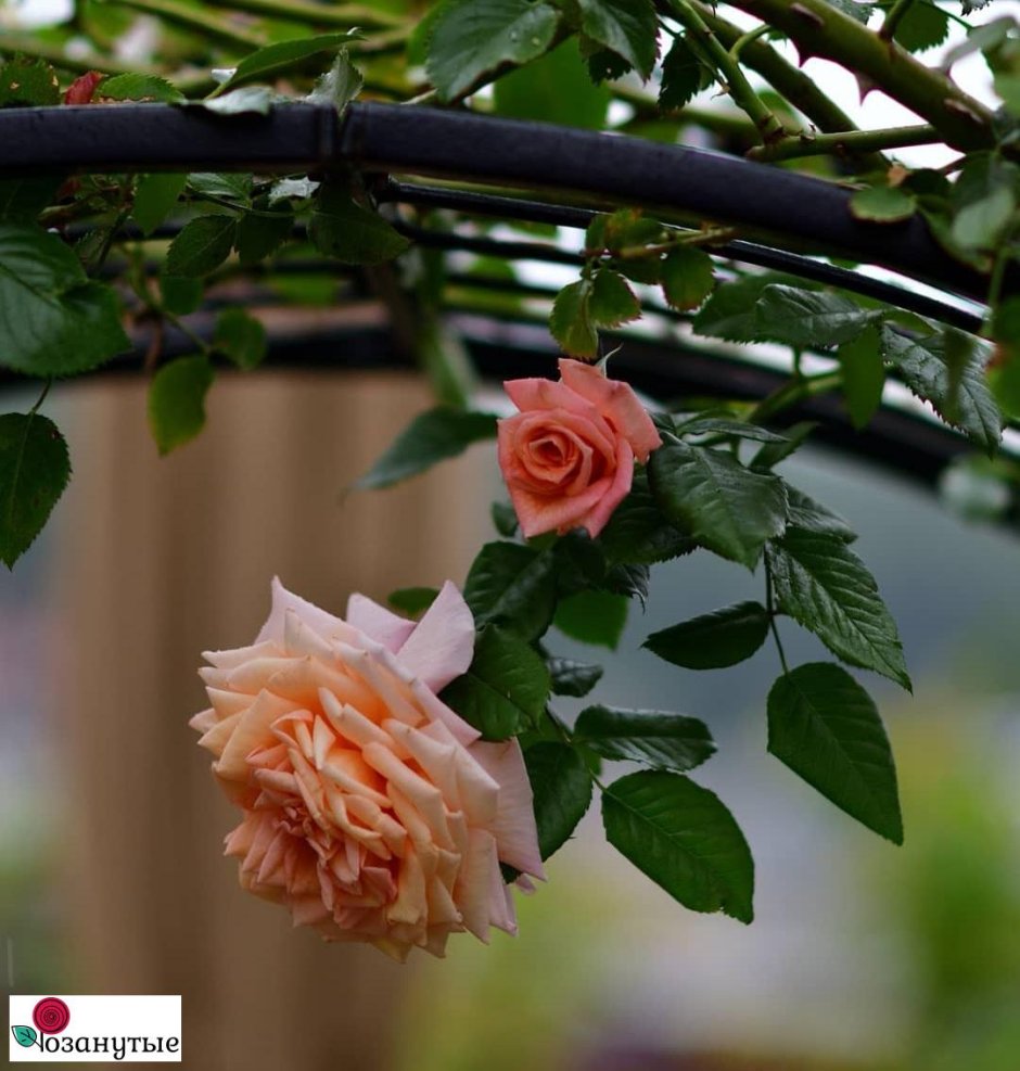 Роза плетистая Барок аромат