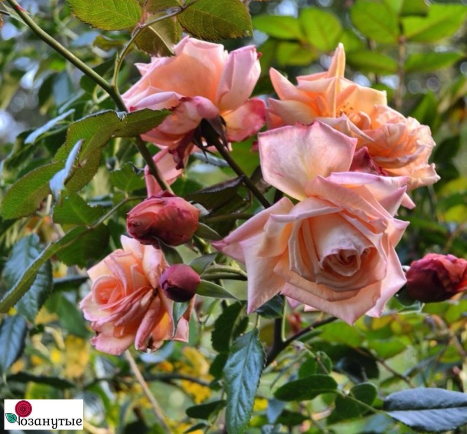 Роза Барок Rosa Barock