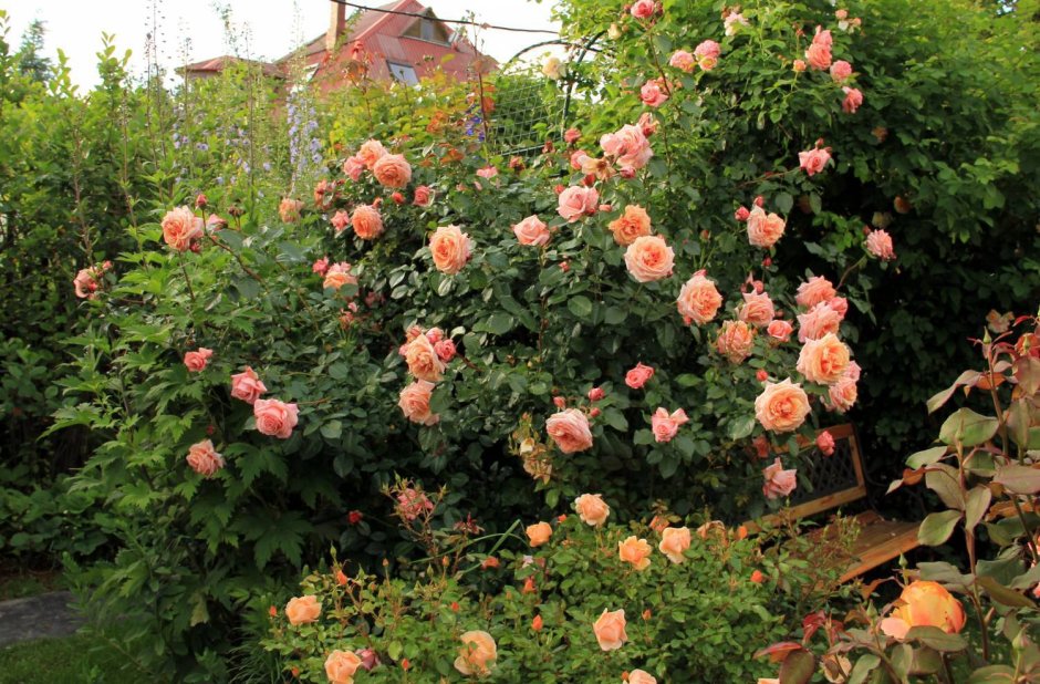 Barock Барок роза плетистая