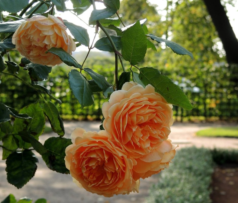 Розы в летнем саду Петербурга
