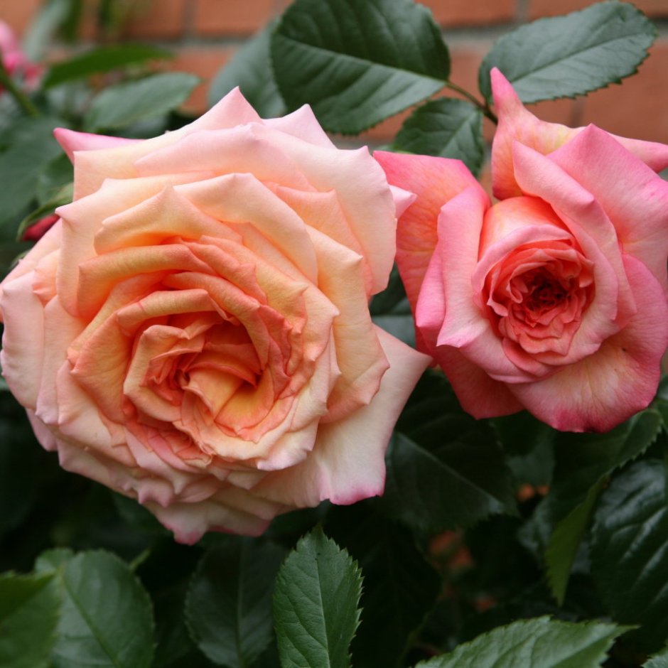 Роза Барок Rosa Barock