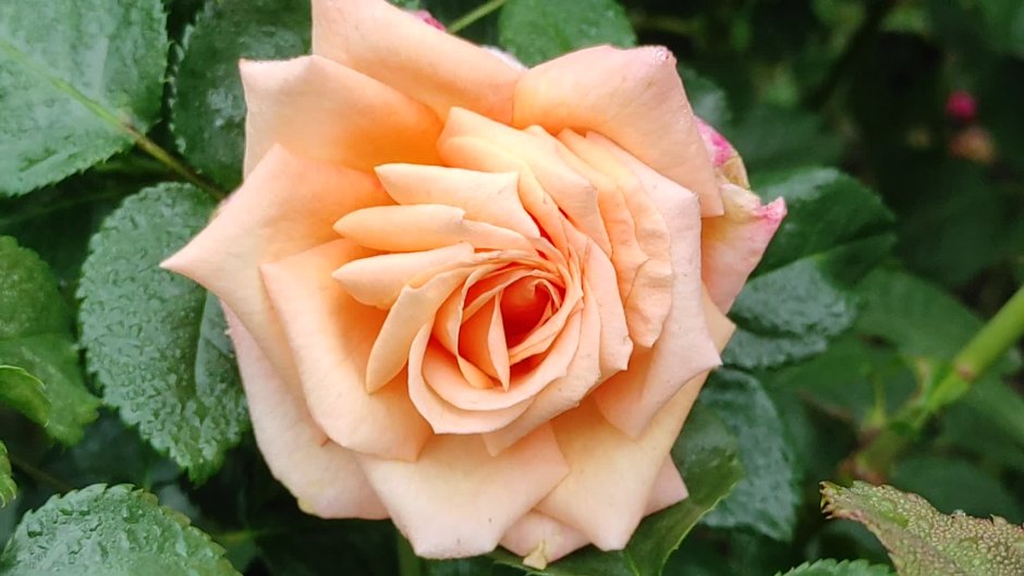 Роза Barock