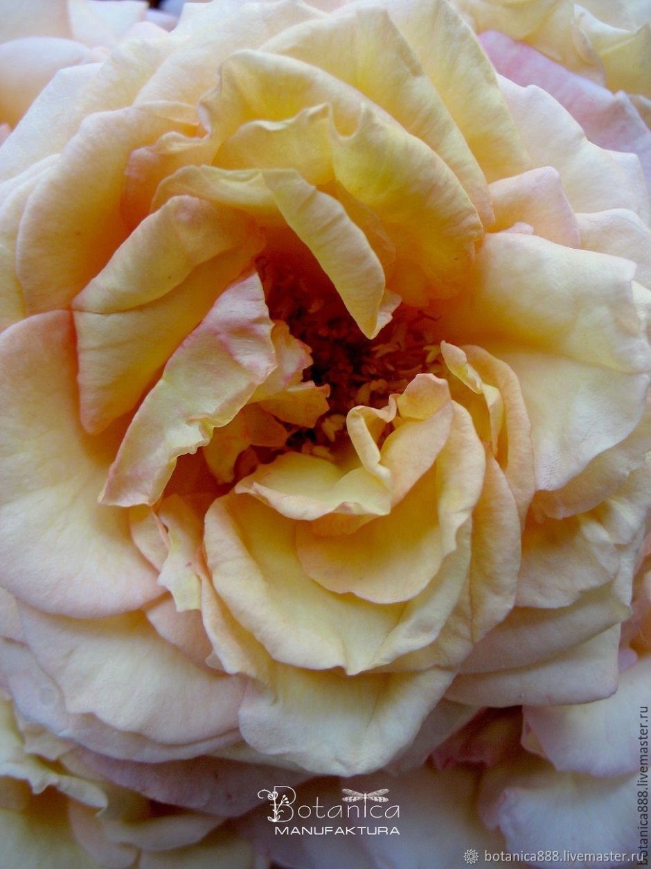 Сорт розы ломаные жатые лепестки