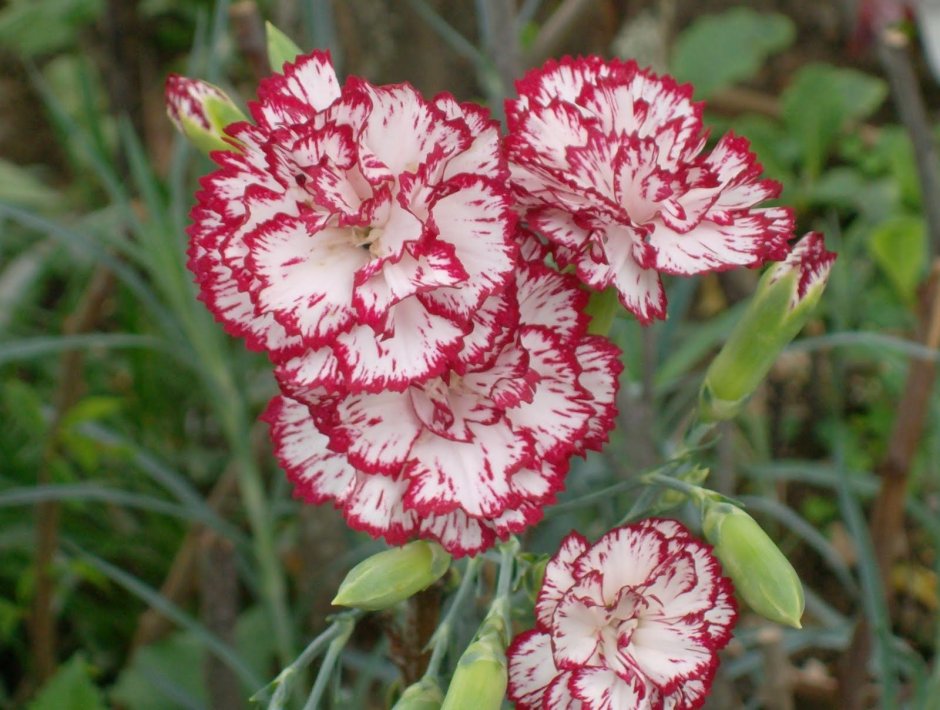 Садовая гвоздика (Dianthus caryophyllus)
